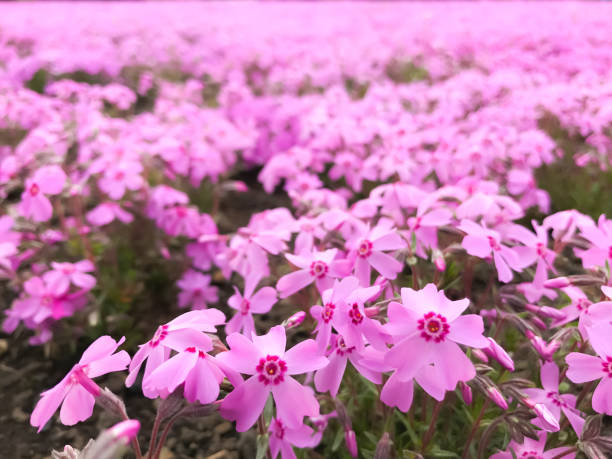 естественный вид на красивое розовое мх phlox (шиба-сакура) поле в shibazakura фестиваль перед горой фудзи, fujikawaguchiko, минамицуру, яманаси, япония. дек - cherry blossom spring day sakura стоковые фото и изображения