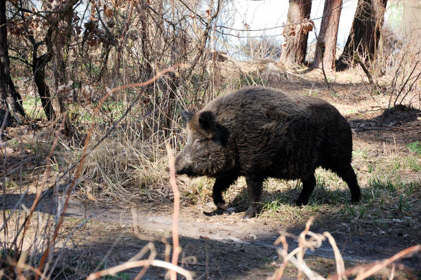 istock Wild pigs are walking through the forest 1094202402
