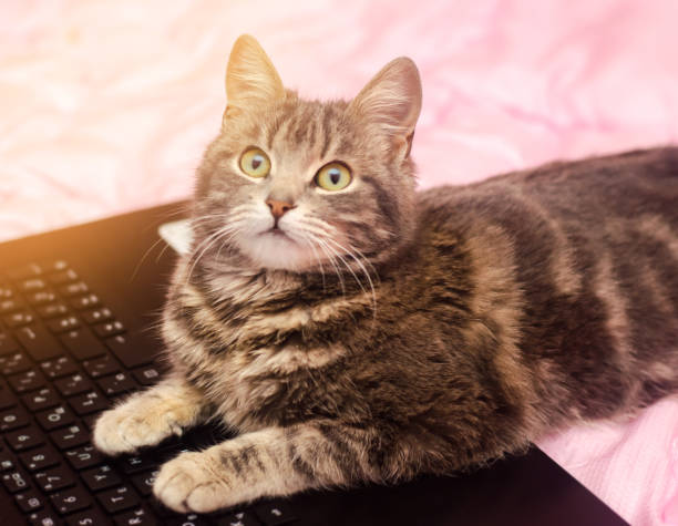 istock Beautiful gray tabby cat is lying with a laptop. Funny pet. Pink background. Selective soft focus. 1094203018