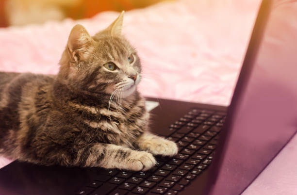 istock Beautiful gray tabby cat is lying with a laptop. Funny pet. Pink background. Selective soft focus. 1094203022