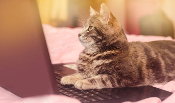 istock Beautiful gray tabby cat is lying with a laptop. Funny pet. Pink background. Selective focus. 1094203042