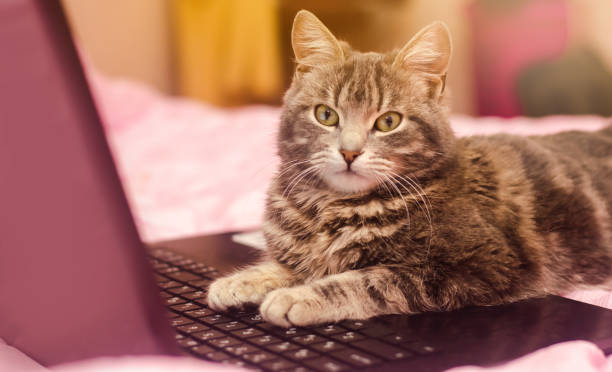 istock Beautiful gray tabby cat is lying with a laptop. Funny pet. Pink background. Selective focus. 1094203046