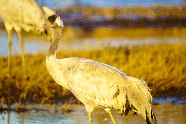 istock Common Crane birds in the Agamon Hula bird refuge 1094203076