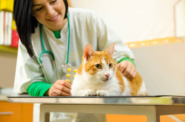 istock Smiling female vet petting cat on table 1094203114