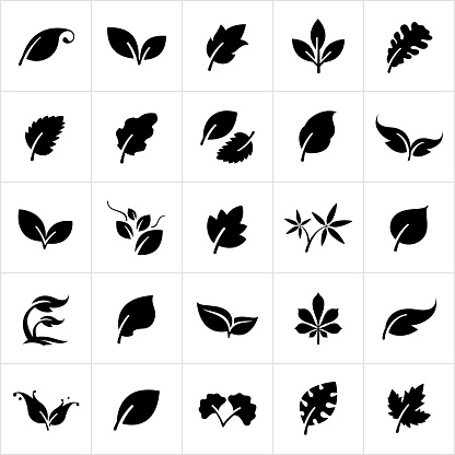 A set of stylized leaves. The leaves range from common to whimsical.