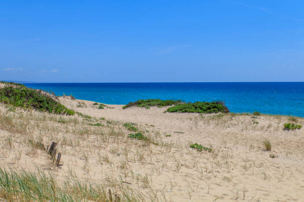 Involves View of comporta beach in Alentejo Portugal setúbal city portugal stock pictures, royalty-free photos & images