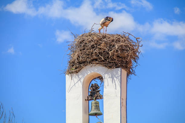 Involves View of the Stork's nest in the bell tower in the homebuilding of Comporta Alentejo Portugal sluice photos stock pictures, royalty-free photos & images