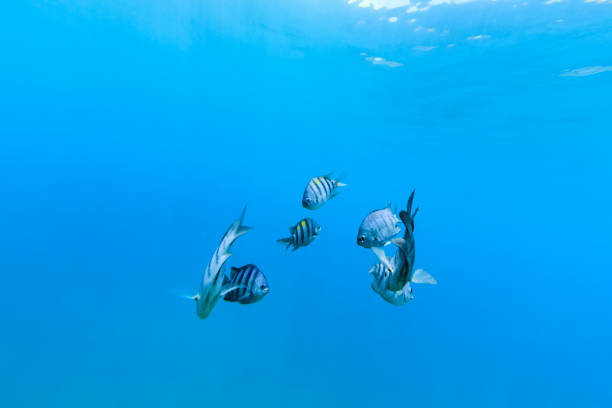 School of Sargentinho Fish (Abudefduf saxatilis) in Fernando de Noronha