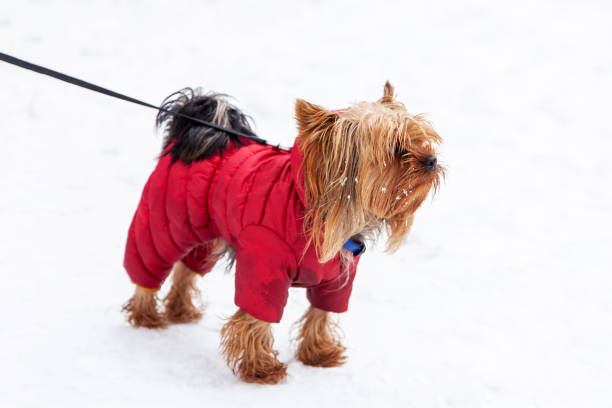 istock Yorkshire Terrier dog winter walk 1094211388