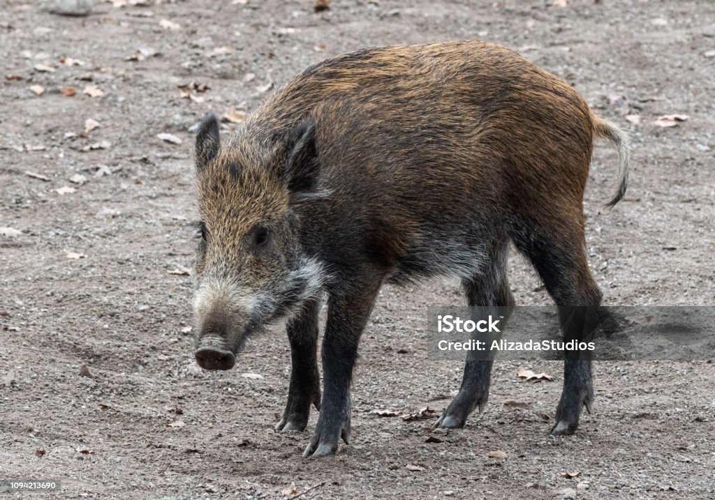 Cinghiale (Sus scrofa) - Foto stock royalty-free di Ambientazione esterna