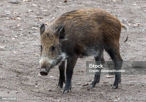 Cinghiale - Fotografie stock e altre immagini di Ambientazione esterna - Ambientazione esterna, Ambiente, Animale