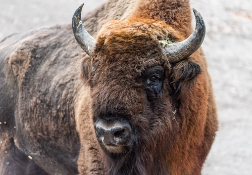 Portrait of European bison (Bison bonasus)