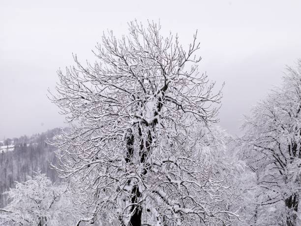 Tree Forest Covered by Snow in Winter Landscape