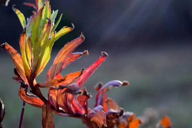 sun rays on autumn leaves in new england