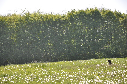 Cocker spaniel sitting in a wildflower meadow on a farm in Kent