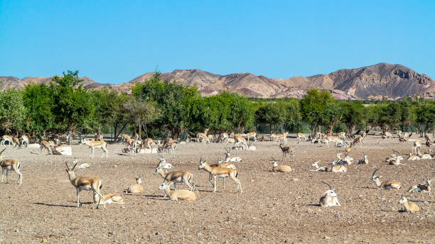 istock Arabian Wildlife Park, Sir Bani Yas, Abu Dhabi 1094226262