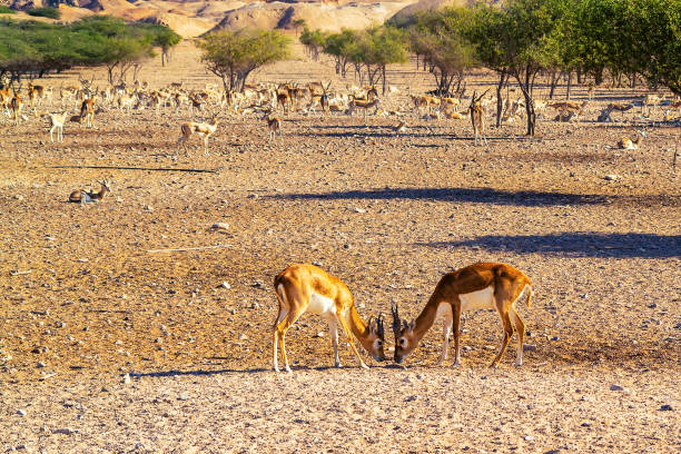 istock Arabian Wildlife Park, Sir Bani Yas, Abu Dhabi 1094226286