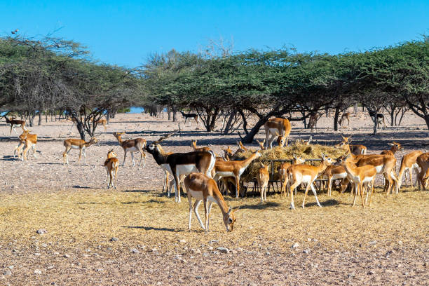 istock Arabian Wildlife Park, Sir Bani Yas, Abu Dhabi 1094226292