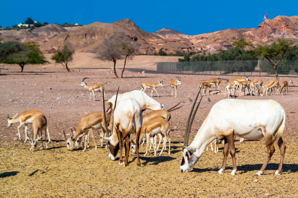 istock Arabian Wildlife Park, Sir Bani Yas, Abu Dhabi 1094226310