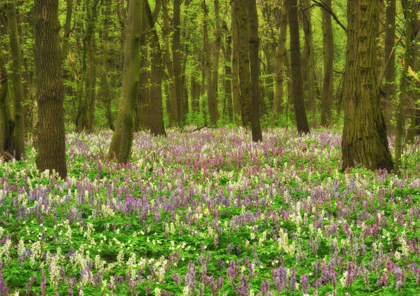 istock flowers in the spring forest. picturesque forest 1094226386