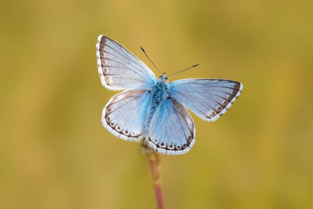 istock Chalkhill Blue Butterfly 1094226886