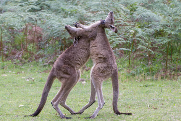 Eastern Grey Kangaroo Male Eastern Grey Kangaroo's play fighting kangaroos fighting stock pictures, royalty-free photos & images