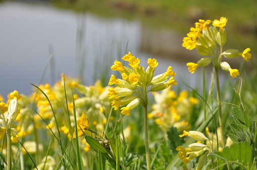 Macro of Cowslip perennial herbaceous plant flowering in summer in Kentish Countryside