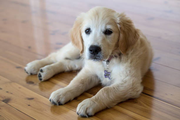 istock Golden Retriever Puppy 1094231478