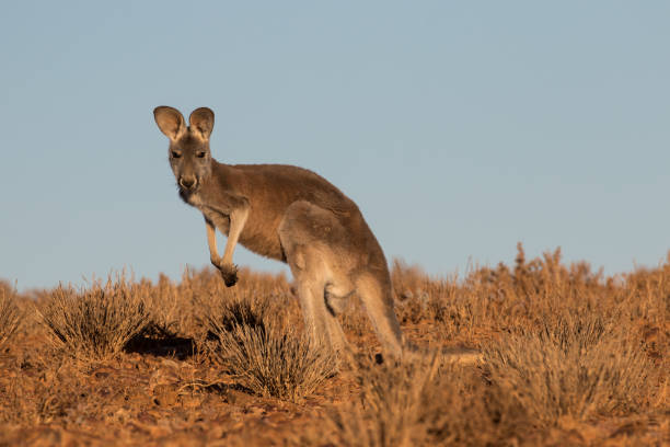 wallaroo commun - wallaroo photos et images de collection