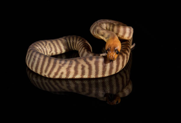 Woma Python Patterns 40+ Woma Python Stock Photos, Pictures & Royalty-Free Images - iStock