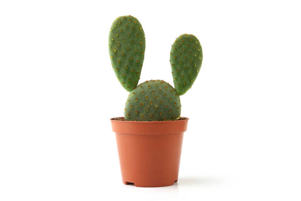 istock Cactus opuntia in pot isolated on white background. 1094235360