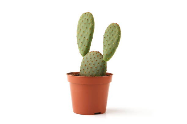 istock Cactus opuntia in pot isolated on white background. 1094235374
