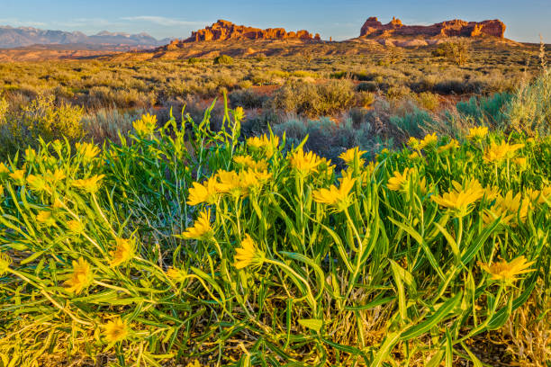 Arches National Park Wildflowers by Parade of Elephants in Arches National Park, Utah la sal mountains stock pictures, royalty-free photos & images