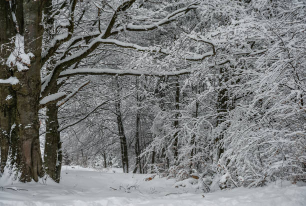 Winter landscape stock photo