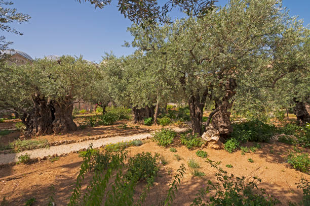 istock Olive Trees in the Garden of Gethsemane 1094237982