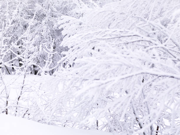 Tree Forest Covered by Snow in Winter Landscape
