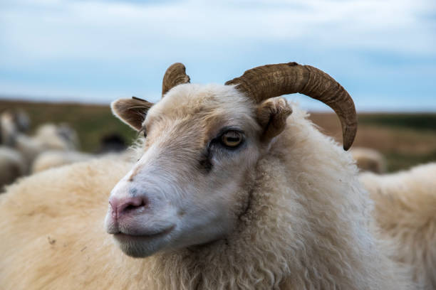 istock Group of Icelandic Sheep 1094239380