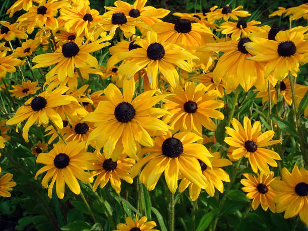 Yellow flowers rudbeckia