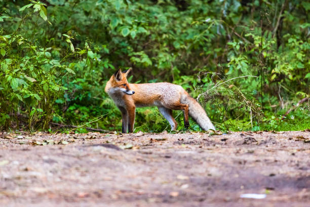 istock little wild fox in the green forest 1094240882