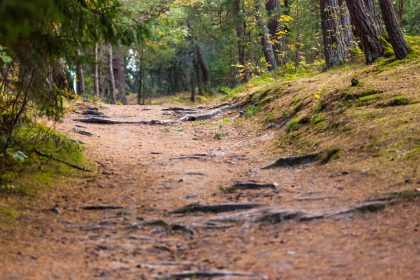 istock mysterious dirt road in a coniferous forest 1094240892
