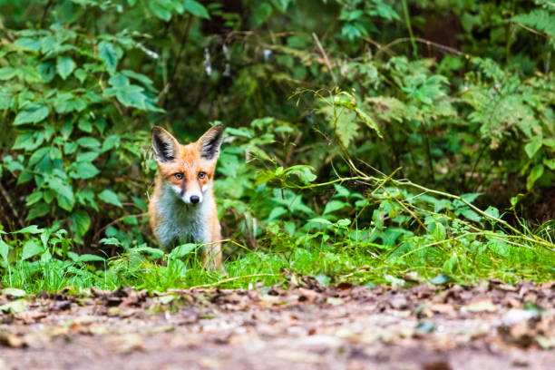 istock little wild fox in the green forest 1094240894
