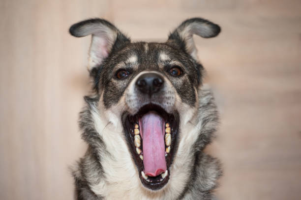 istock funny gray dog with wide open mouth 1094240974