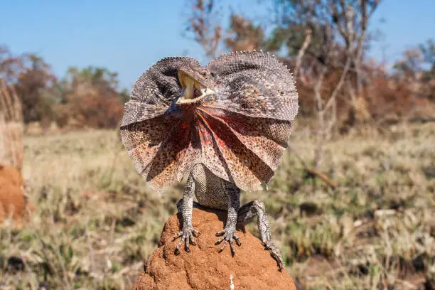 Frill-neck Lizard with frill open