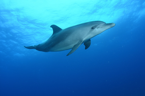 Indo-Pacific Bottlenose Dolphin, Tursiops aduncus, gather a site called Dolphin House in the Red Sea, Egypt