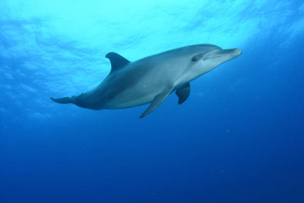 Indo-Pacific Bottlenose Dolphin, Red Sea, Egypt stock photo