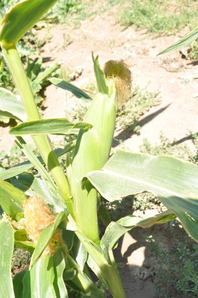 красивая кукуруза в сельскохозяйственных угодьях - plowed field field fruit vegetable стоковые фото и изображения