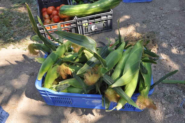 красивая кукуруза в сельскохозяйственных угодьях - plowed field field fruit vegetable стоковые фото и изображения