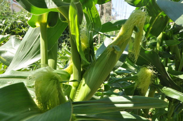 красивая кукуруза в сельскохозяйственных угодьях - plowed field field fruit vegetable стоковые фото и изображения