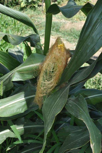 красивая кукуруза в сельскохозяйственных угодьях - plowed field field fruit vegetable стоковые фото и изображения