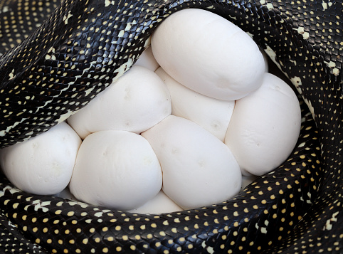 Diamond Python with egg clutch